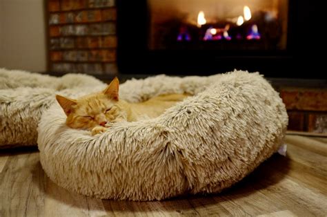 Cat Bed Pictures | Download Free Images on Unsplash