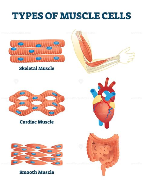 Types of muscle cells vector illustration | Types of muscles, Muscle ...