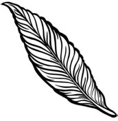 Feather coloring page | Free Printable Coloring Pages