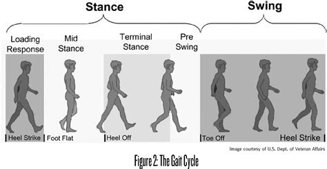 [PDF] The Gait Cycle | Semantic Scholar