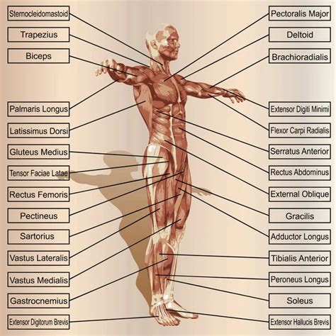 Human body anatomy Images - Search Images on Everypixel