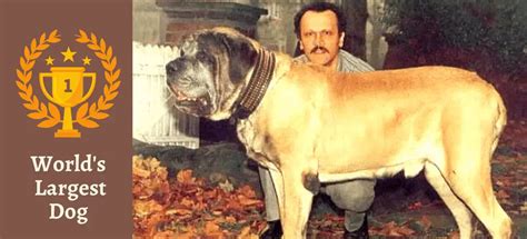 Zorba Dog: The Heaviest Dog In The World Ever Recorded