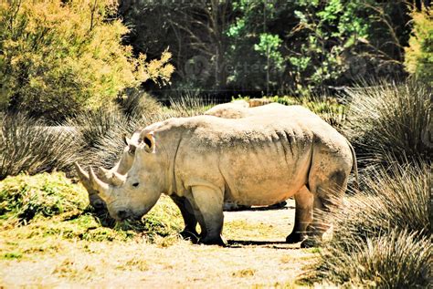 white horned rhinoceros 11492438 Stock Photo at Vecteezy