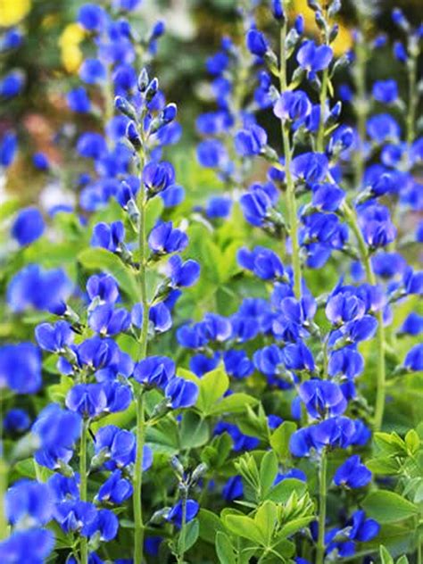 Baptisia australis FALSE INDIGO - Country Farm Perennials