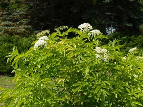 Elderberry Pruning Tips - When And How To Prune Elderberries