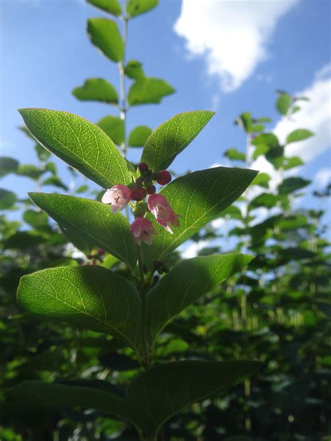 Hidden Flowers Blooming. by Lacrimosa-Angelus on DeviantArt