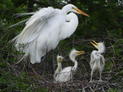 Nature Notes: Breeding and nest starts for Texas rookeries, birds | Lifestyle | baytownsun.com