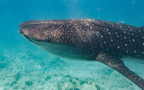 Snorkelling with and spotting whale sharks in the Maldives — Drift Thelu Veliga Retreat