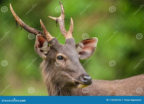 Male Sambar deer stock photo. Image of beautiful, ecosystem - 112244126