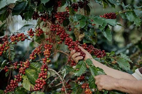 The Coffee Route in El Salvador. Enjoy a cup of local coffee.