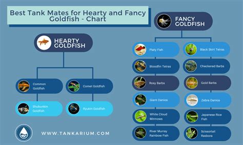 27 of the Best Goldfish Tank Mates for a Happy and Healthy Aquarium