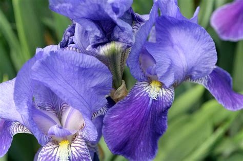 State Flower Of Tennessee Photograph by Tammy Pressley