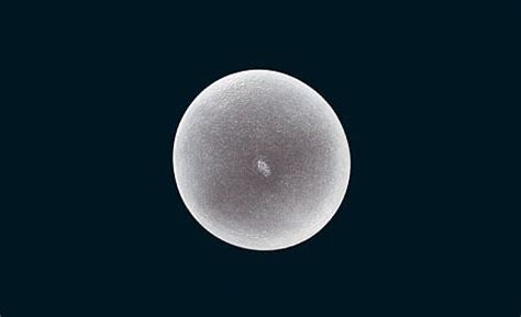 This perfect ball is an equine embryo, 3.8mm in diameter and just ten days into its 11-month ...