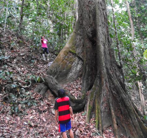 Yellow Meranti Tree Base | Inhabitat - Green Design, Innovation ...