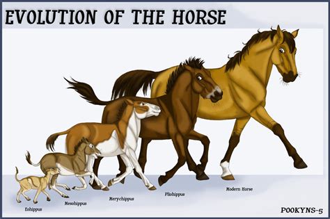 Discover The Evolution Of Horse Anatomy