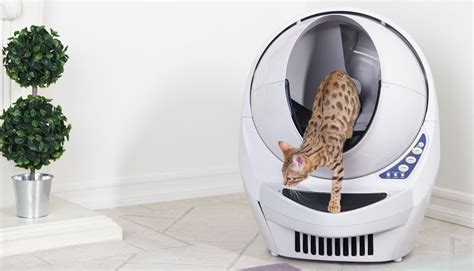 How To Manage The Litter Box In A Multi-cat Home