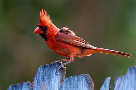 The Meaning of Crossing Paths With a Cardinal | Well+Good