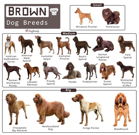 List of Big, Medium, & Small Brown Dog Breeds With Pictures | 101DogBreeds.com