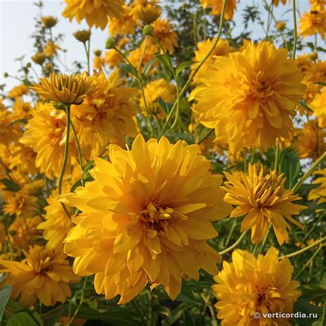 Вертикордия — Рудбекия рассеченная "Золотой шар" (Rudbeckia laciniata var. hortensia "Golden Glow")