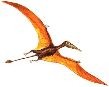 Rhamphorhynchus | Reptiles Wiki | Fandom