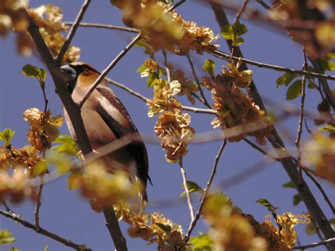 Hawfinch | BirdForum