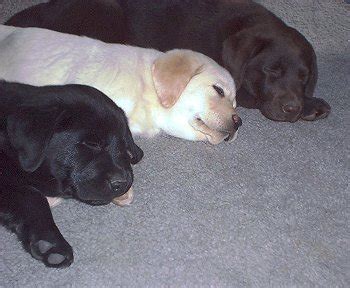 Retriever Labrador: Chocolate Labrador Retriever Puppies