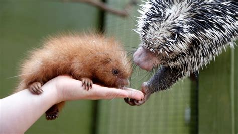 Baby Porcupine Photos, Videos, and Facts - Animal Hype