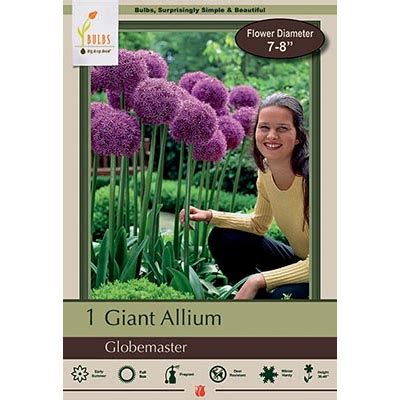 Allium - Globemaster | Sunshine Garden Center and The Flower Room