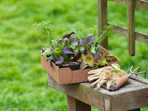 How to plant and care for lettuce at home | DIY Blog