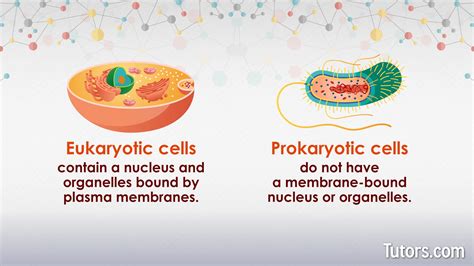 Prokaryotic Vs. Eukaryotic Cells | Differences & Examples