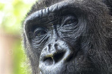 gorilla eyes close up detail 18809442 Stock Photo at Vecteezy