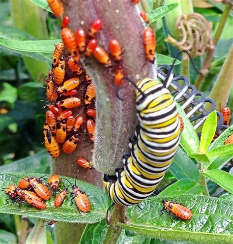 What to Know About the Large Milkweed Bug - Birds and Blooms