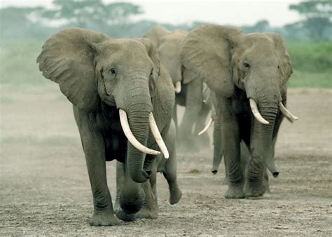 Visit Amboseli National Park in Kenya | Audley Travel