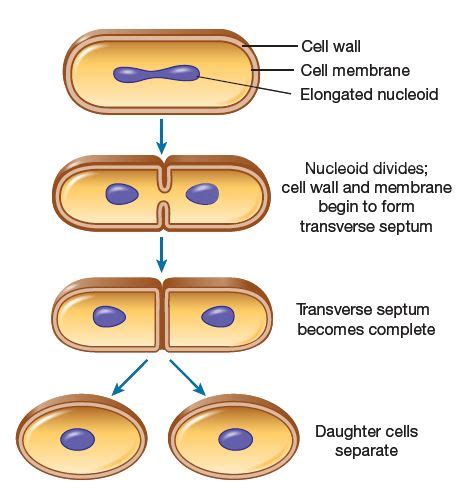 Define binary fission - happydop