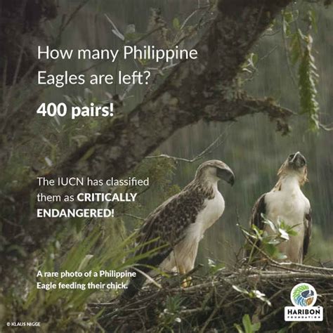 How Many Philippine Eagles Are Left? - The Philippines Today