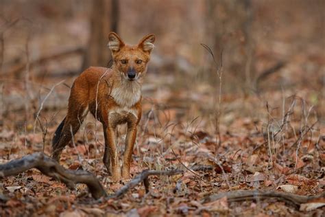 Dhole Facts | CRITTERFACTS