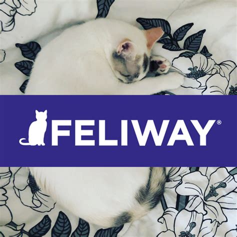 Feliway Cat Diffuser Review - The Pet Street Post