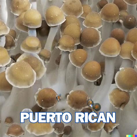 Puerto Rican Spore Syringe (P. Cubensis) | Shop Now