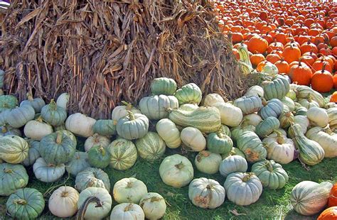 Gourds Pumpkins Corn · Free photo on Pixabay