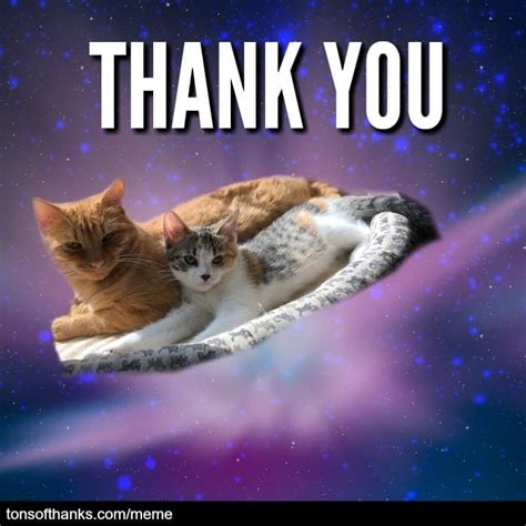 Thank You Cat Meme | Images and Photos finder