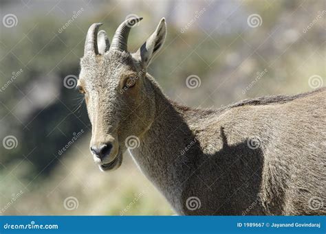 Nilgiri Tahr stock image. Image of eyes, grassland, mountain - 1989667