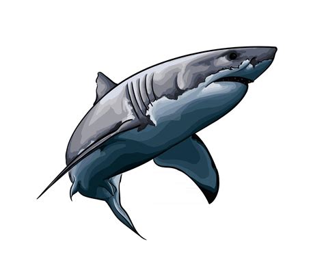 Great white shark from a splash of watercolor, colored drawing, realistic. Vector illustration ...