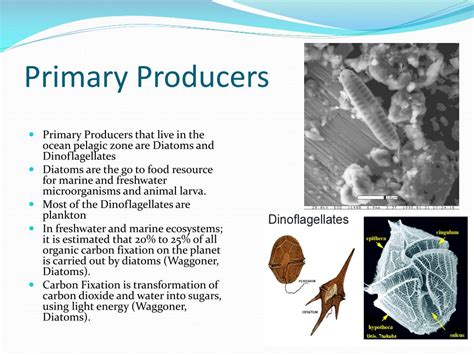 PPT - Ocean Pelagic PowerPoint Presentation, free download - ID:2329917