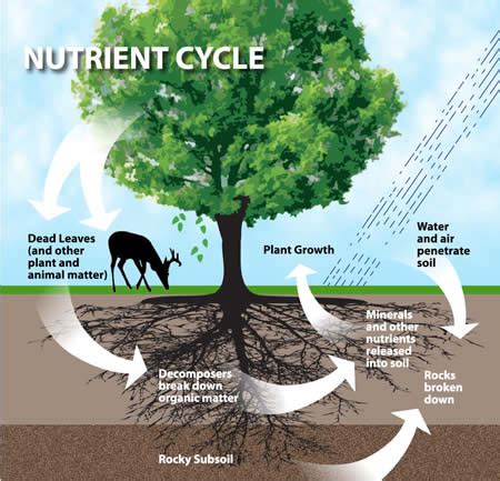 Biorecycling The Nutrient Cycle