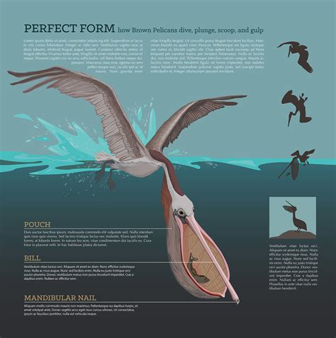 Brown Pelican Form & Function - Lindsey Kernodle Artwork