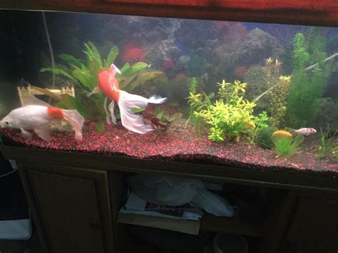 Fish tank gravel | in Morden, London | Gumtree