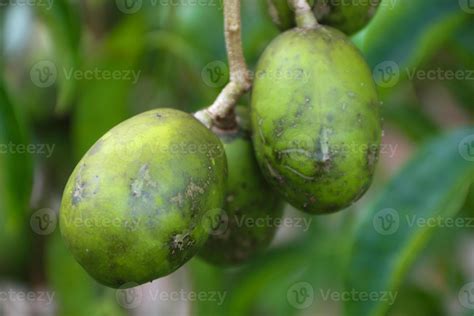 kedondong fruit on the tree. fruiting kedondong tree seeds. ambarella fruit. 46649035 Stock ...