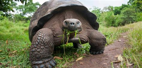 Galapagos tortoise for sale | baby Giant tortoise for sale near me