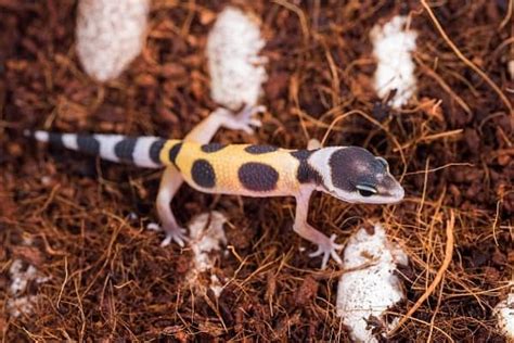 10 Baby Leopard Gecko Care & Feeding Tips for Beginners