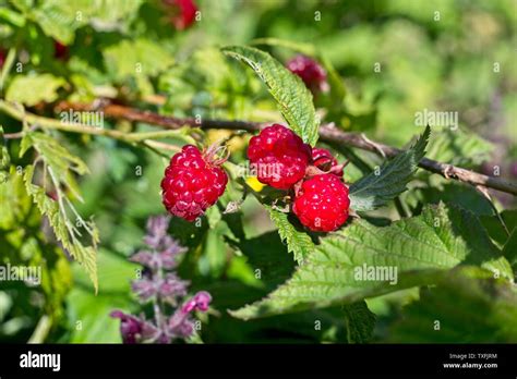 Raspberry canes hi-res stock photography and images - Alamy